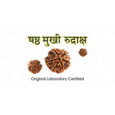 6 Mukhi Rudraksha (2.0)